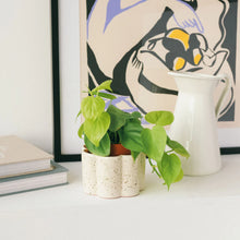Lade das Bild in den Galerie-Viewer, Pflanztopf Paula, Pepin