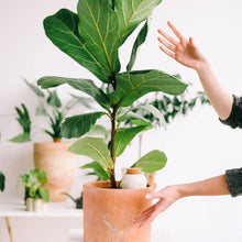 Lade das Bild in den Galerie-Viewer, Wasserspender Olla aus Ton, Pepin