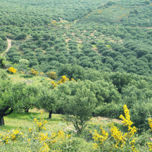 Lade das Bild in den Galerie-Viewer, Black beer & Rosemary - Olivenölseife